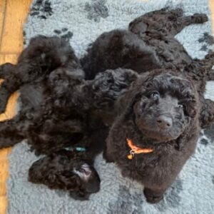 Trained Standard Poodle Puppies Raised at Home