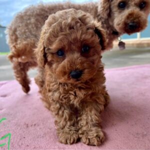 KC-Registered Toy Poodle Puppies