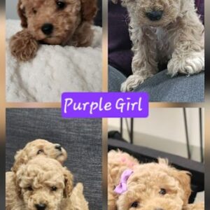 Red & Apricot Toy Poodle Puppies