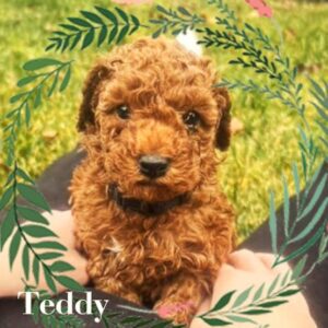 Dark Red Miniature Toy Poodle Puppies