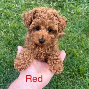 Dark Red Home-Nurtured Toy Poodles