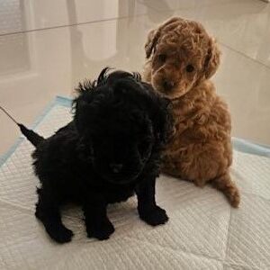 Stunning Toy Poodle Puppies for Sale