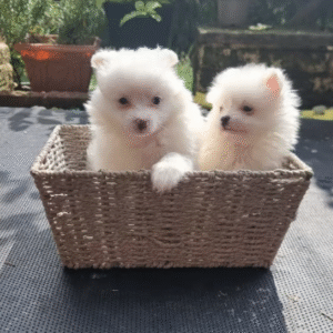 Pomeranian 2
