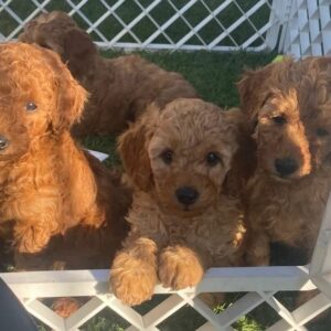 Home-Raised Miniature Poodles with 2-Year Health Guarantee