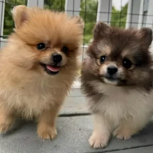 Pomeranian 3