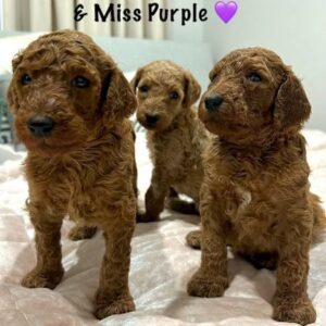 Loving Family-Raised Poodle Puppies