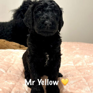 Ethically Bred Standard Poodle  Puppies