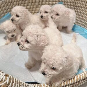 Bichon  4