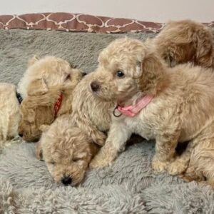 Purebred Miniature Poodle Puppies