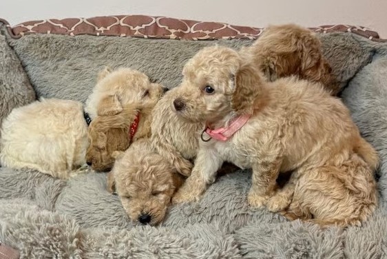 Purebred Miniature Poodle Puppies 1 Purebred Miniature Poodle Puppies
