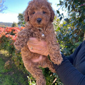 Daisy – Apricot & White Parti Girl, Rehoming in Miami