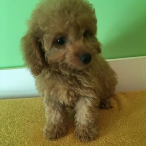 Toy Poodle Puppies with Health Guarantee