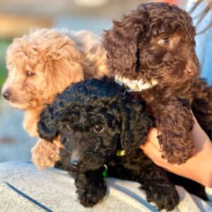 Rocky – Silver Flair, Available in Las Vegas