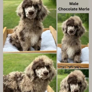 Looking for Guardian Homes for Our Elite Standard Poodle Puppies