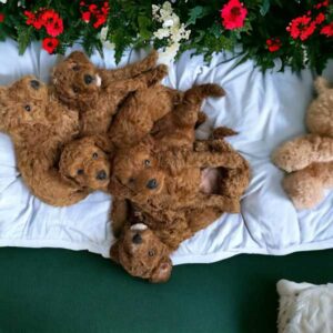 compact dark red Toy Poodle stud